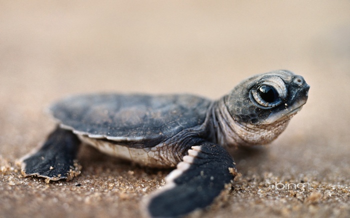 Baby sea turtle on sandy beach