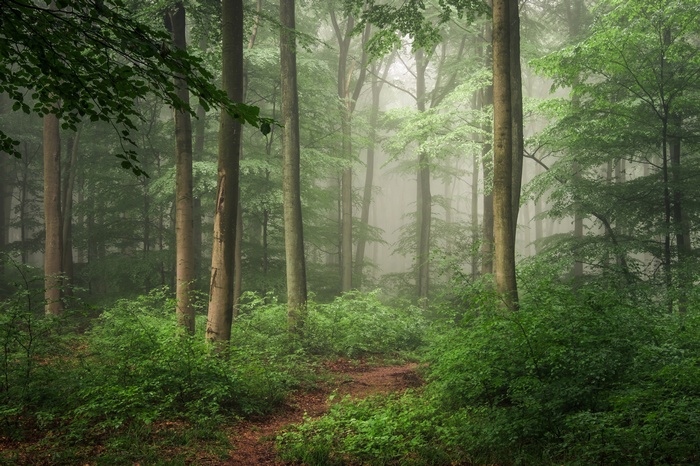 A foggy forest with a dirt path