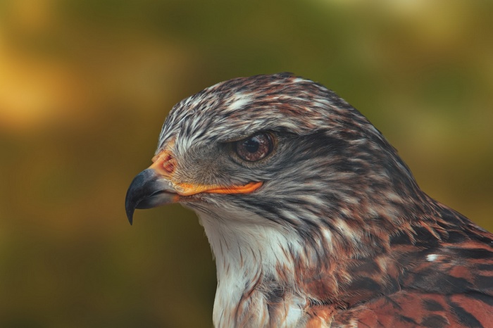 Close-up of a hawk's head with sharp eyes