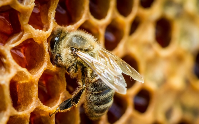 Close-up of a bee on a honeycomb