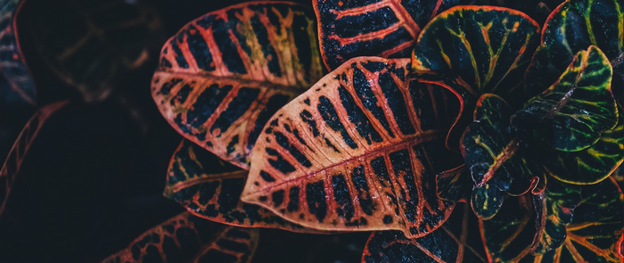 Close-up of colorful Croton leaves with water droplets