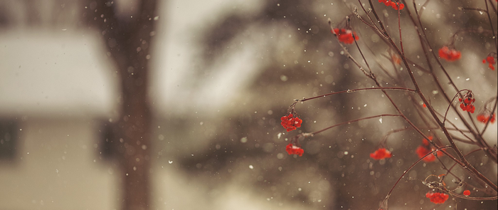 Red berries on branches in falling snow