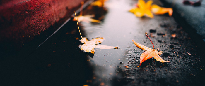 Autumn leaves in a puddle on the ground
