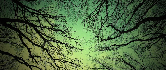 Silhouetted tree branches against a gradient sky