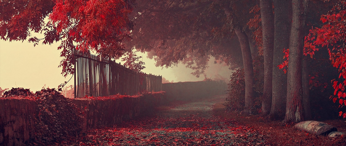 path, photography, nature, fall, red, trees, ultra-wide, leaves, park