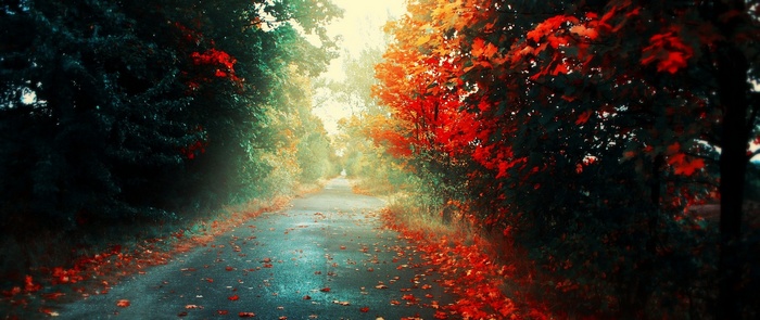 Ultra-wide photography of a road in autumn