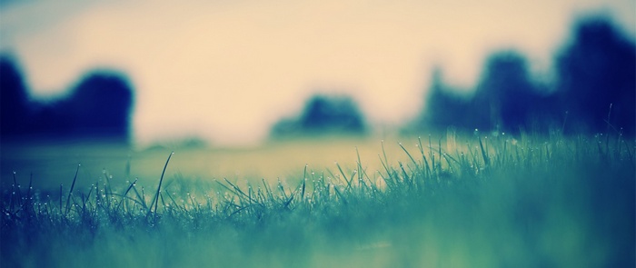 Dewdrops on grass with blurred trees in background