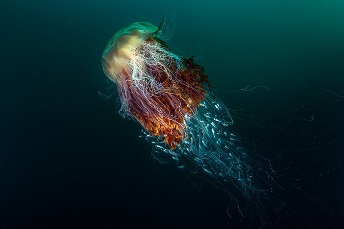 Lion's Mane Jellyfish with School of Fish Underwater