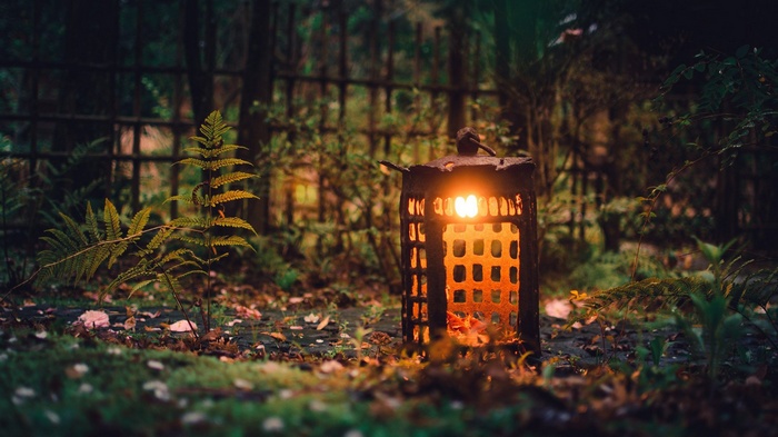 Lantern glowing in a forest with ferns