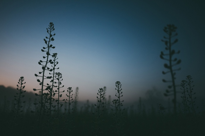 Silhouettes of plants against a twilight sky