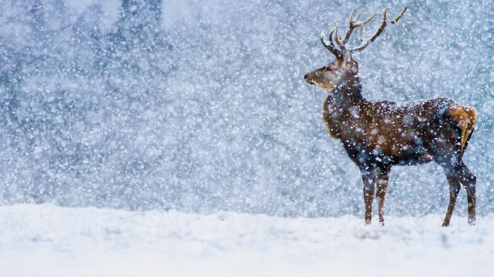 Deer standing in a snowy landscape