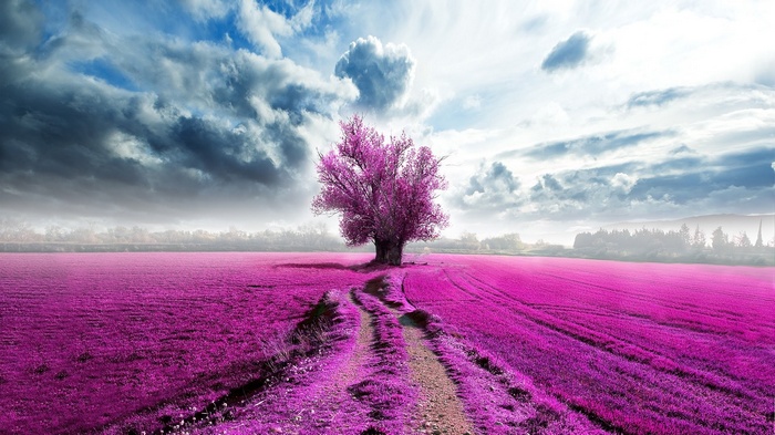 A lone tree in a vibrant purple field under a dramatic sky