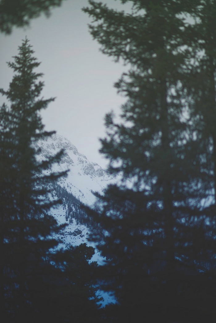 Snowy mountains seen through pine trees