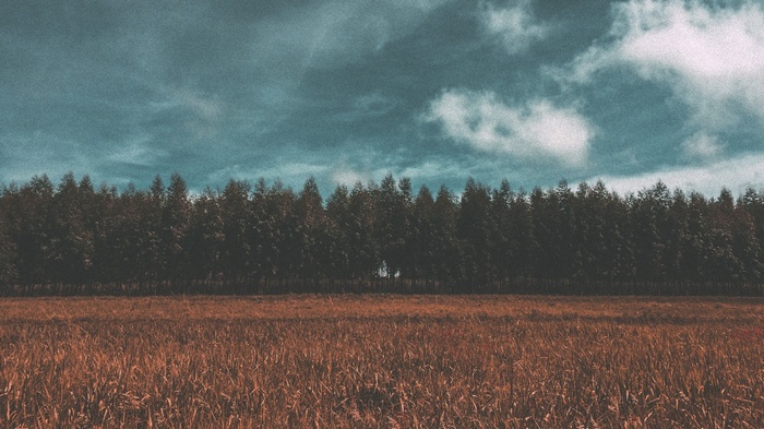 A field of dry grass in front of a dense forest under a cloudy sky