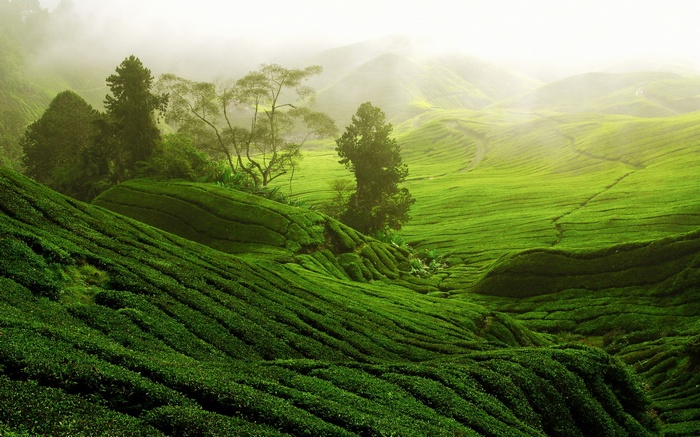 Misty tea terraces on rolling hills