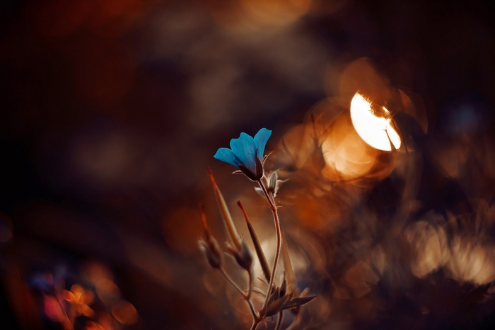 Blue flower with bokeh background