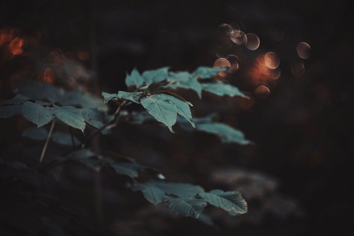 Close-up of green leaves with bokeh background