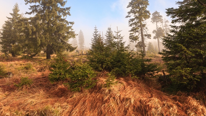 Misty forest with tall evergreen trees and dry grass
