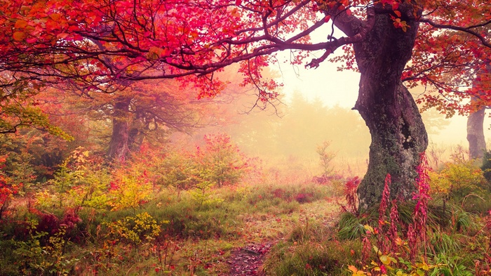 Autumn forest landscape with colorful trees and fog
