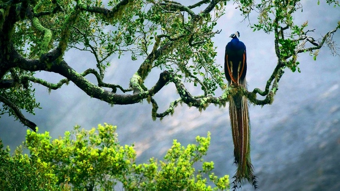 Peacock perched on a moss-covered tree branch