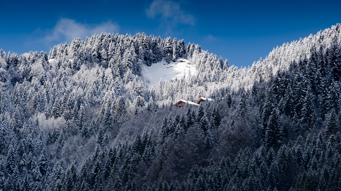 Snow-covered forest on mountains under blue sky