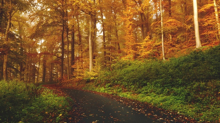 Autumn forest path with colorful trees