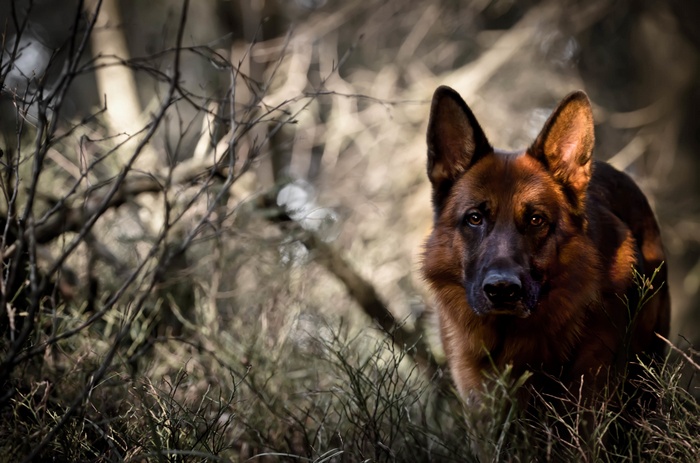 German Shepherd dog in a forest setting