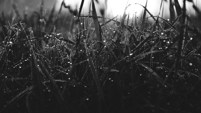 Monochrome photography of grass with water drops