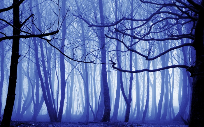 Misty blue forest with bare trees