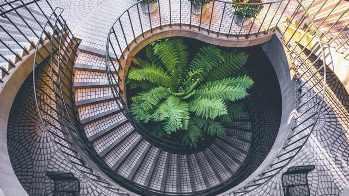 Spiral staircase with a large fern plant in the center