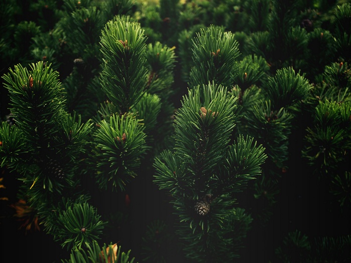 Close-up of pine tree branches with needles and cones