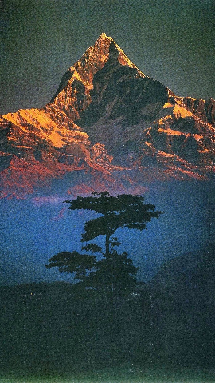 Annapurna mountain range at sunrise with a tree in the foreground