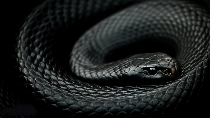 Close-up of a coiled black mamba snake