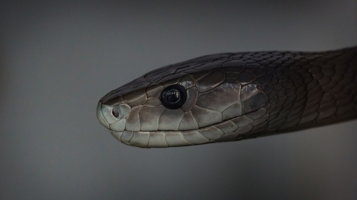 Close-up of a Black Mamba snake's head