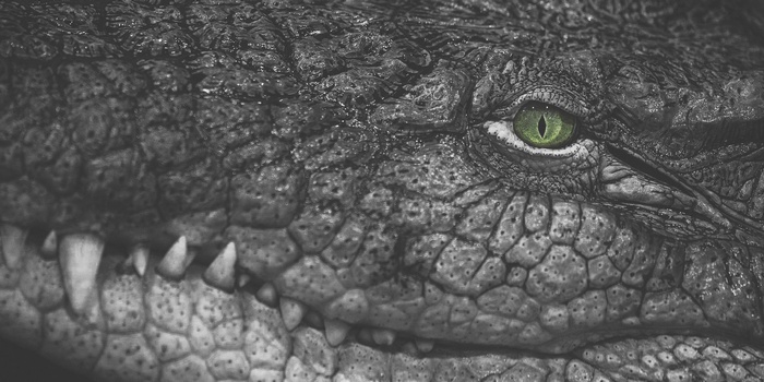 Close-up of a crocodile's green eye and teeth