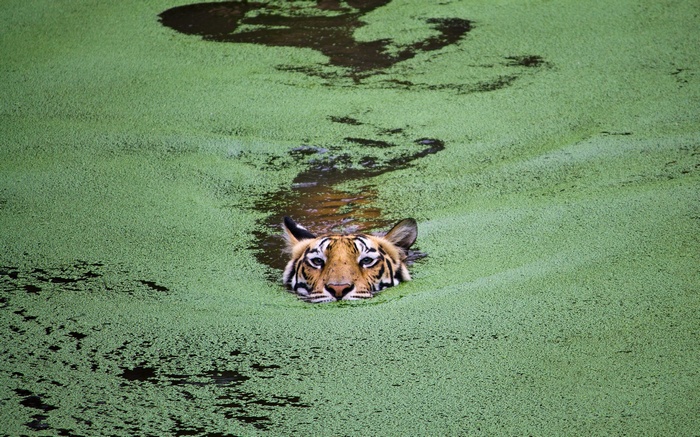 Tiger swimming in a pond covered in green algae