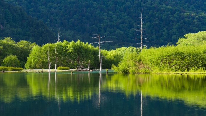 Dead trees in a lake with lush green forest background