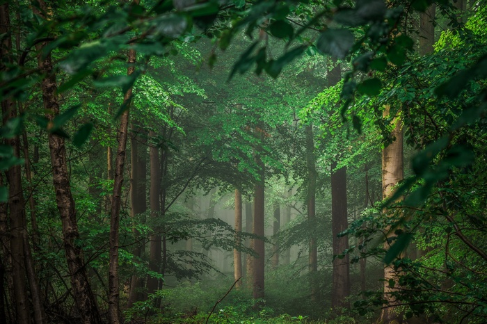 Misty forest with tall trees and green foliage