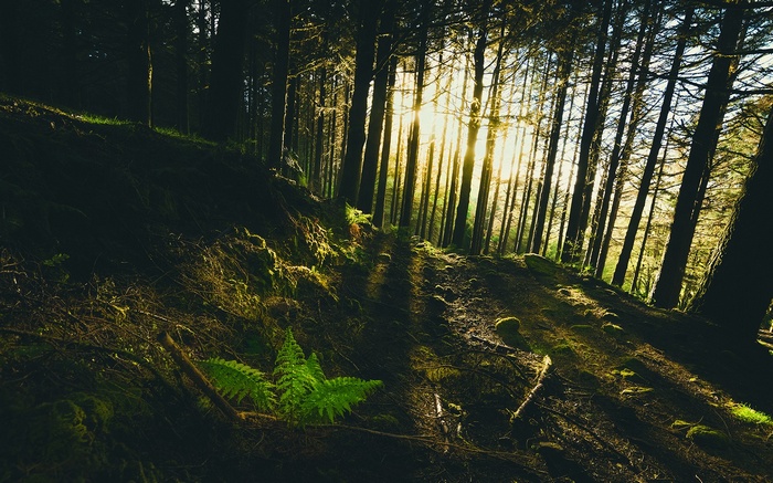 Sunlight filtering through a dense forest landscape