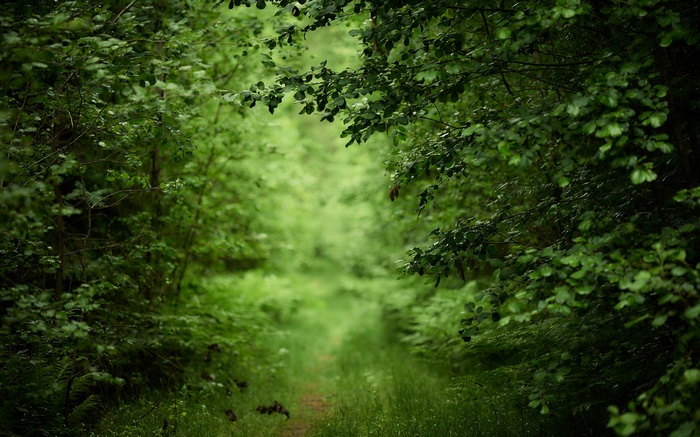 A path through a dense green forest