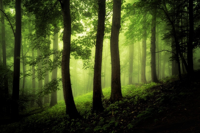 Misty green forest with tall trees
