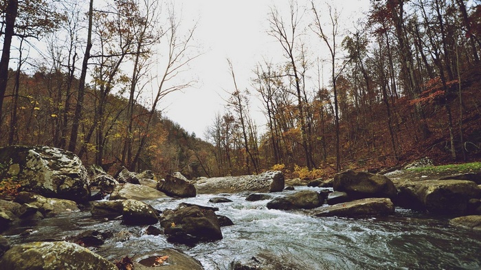 River flowing through a forest in autumn