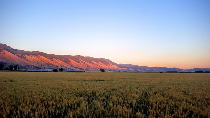 Wheat field at dusk with mountains in Oregon