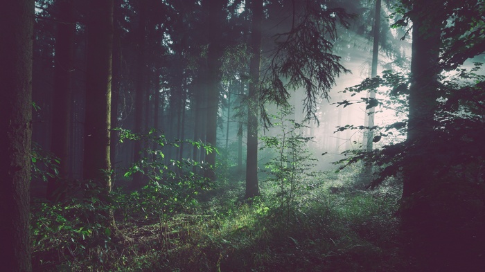 Sun rays filtering through a misty forest with trees and leaves