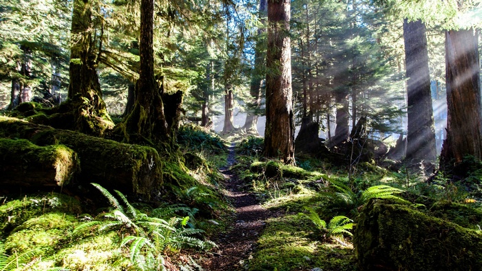 Forest path with sun rays filtering through trees