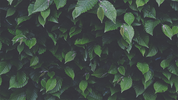 Green leaves of a dense hedge