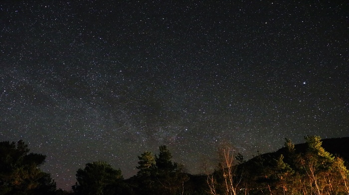 Starry night sky over trees