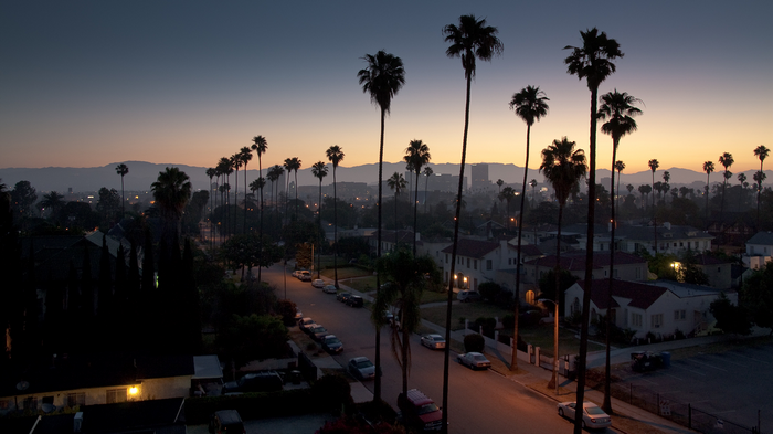 Palm trees line a street in a city at dusk