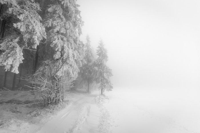 Snow-covered trees on a foggy winter day