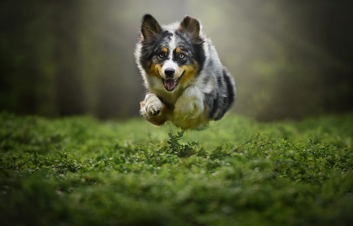 Australian Shepherd dog jumping in a grassy field